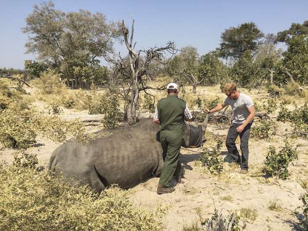 Prince Harry endorses Rhino Conservation Botswana with award-winning luxury safari operator, Wilderness Safaris  