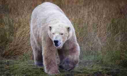 Polar bear breeding begins in the Highlands