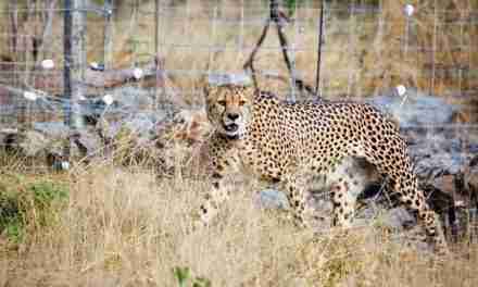 Cheetahs make a welcome return to Liwonde